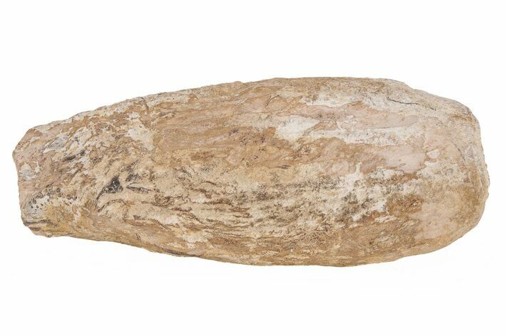 Permian Amphibian Or Synapsid Fossil Bone - Texas #218710